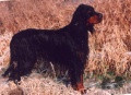 Setter Gordon SUNDOWNER'S BESS